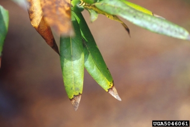 sudden oak death (Phytophthora ramorum ) on sweet bay (Laurus nobilis ) - 5046061