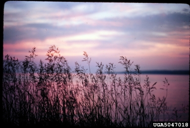 sunsets,    (Terrestrial weather: Other natural phenomena) - 5047018