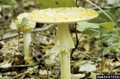 fly agaric, Amanita muscaria  (Agaricales: Amanitaceae) - 5047056