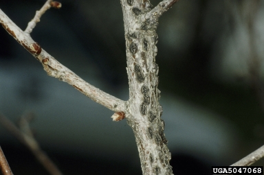 Eastern filbert blight, Anisogramma anomala  (Diaporthales: Valsaceae) - 5047068