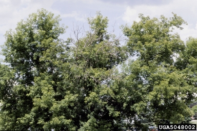 ash decline (  ) on white ash (Fraxinus americana ) - 5048002