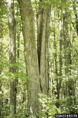 inrolled crack on sugar maple (Acer saccharum ) - 5048038
