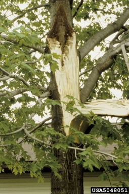 included bark,    - 5048051