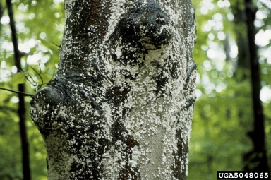 beech scale (Cryptococcus fagisuga ) on American beech (Fagus grandifolia ) - 5048065