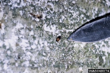 twicestabbed lady beetle (Chilocorus stigma ) on beech scale (Cryptococcus fagisuga ) - 5048074