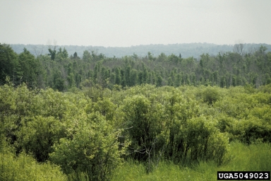black ash decline,    (Complex disorder: Decline complexes) - 5049023