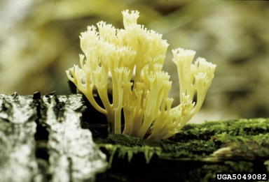 crown coral mushroom, Clavicorona pyxidata  (Russulales: Auriscalpiaceae) - 5049082