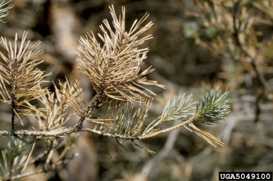 cold injury (low temperature) (  ) on Scots pine (Pinus sylvestris ) - 5049100