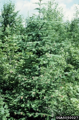 cooley spruce gall adelgid, Adelges cooleyi  (Hemiptera: Adelgidae) - 5050027