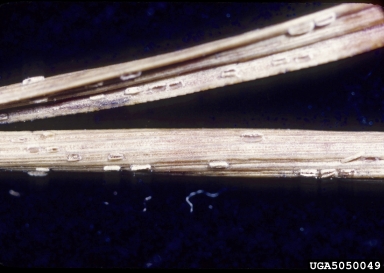 Cyclaneusma needle cast (Cyclaneusma minus ) on Scots pine (Pinus sylvestris ) - 5050049