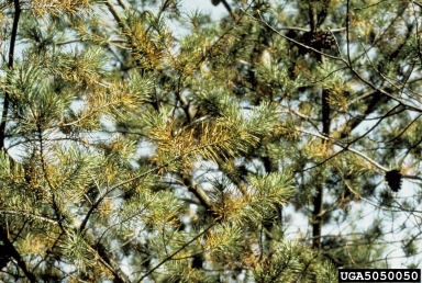 Cyclaneusma needle cast (Cyclaneusma minus ) on jack pine (Pinus banksiana ) - 5050050