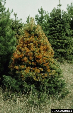 Cyclaneusma needle cast (Cyclaneusma minus ) on Scots pine (Pinus sylvestris ) - 5050051