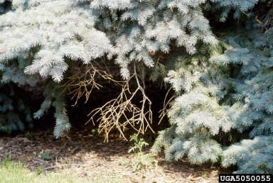 Cytospora cankers, Cytospora spp.  (Diaporthales: Valsaceae) - 5050055