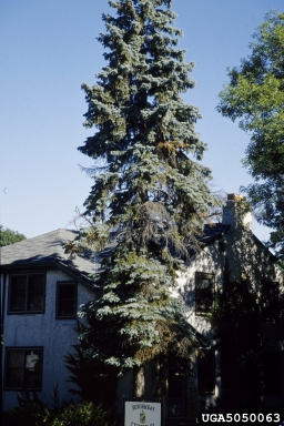 Cytospora canker of spruce, Valsa kunzei  (Diaporthales: Valsaceae) - 5050063