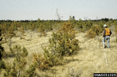 Diplodia blight (Sphaeropsis sapinea ) on red pine (Pinus resinosa ) - 5051025