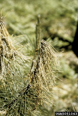 Diplodia blight (Sphaeropsis sapinea ) on red pine (Pinus resinosa ) - 5051043