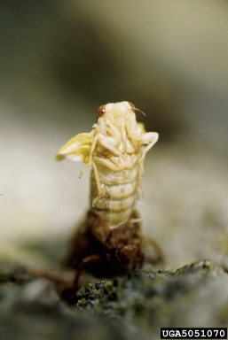 periodical cicada, Magicicada spp.  (Hemiptera: Cicadidae) - 5051070