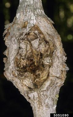 Eutypella canker (Eutypella parasitica ) on sugar maple (Acer saccharum ) - 5051090