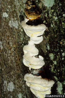 red-belted fungus, Fomitopsis pinicola  (Polyporales: Fomitopsidaceae) - 5052013