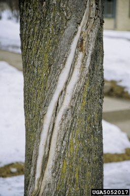 frost and winter injury (general) (  ) on Norway maple (Acer platanoides ) - 5052017