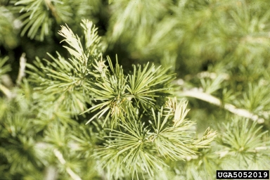 frost and winter injury (general) (  ) on European larch (Larix decidua ) - 5052019