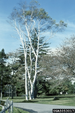 deadwood and snags on European white birch (Betula pendula ) - 5053017