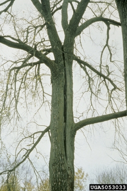 included bark,    - 5053033