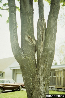 risk tree on Chapman's quillwort (Isoetes flaccida var. chapmanii) - 5053037