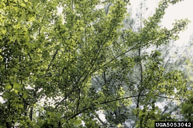 wind,    (Terrestrial weather: Other natural phenomena) - 5053042