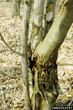 chestnut blight or canker (Cryphonectria parasitica ) on American chestnut (Castanea dentata ) - 5053097