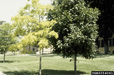iron deficiency (  ) on pin oak (Quercus palustris ) - 5054061
