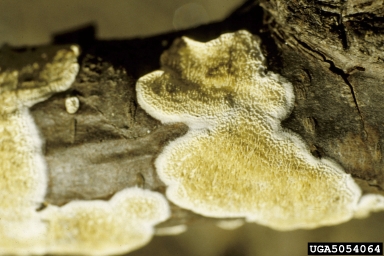 milk-white toothed polypore, Irpex lacteus  (Polyporales: Steccherinaceae) - 5054064