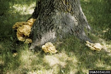 sulfur shelf, Laetiporus sulphureus  (Polyporales: Polyporaceae) - 5054100