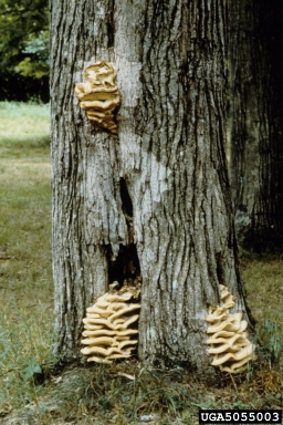 sulfur shelf, Laetiporus sulphureus  (Polyporales: Polyporaceae) - 5055003