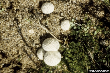 puffball, Lycoperdon pyriforme  (Agaricales: Agaricaceae) - 5055052