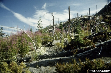 volcanoes,    (Volcano: Misc volcano) - 5056002