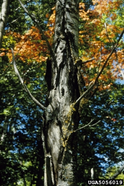 Nectria canker (Nectria spp. ) on maple (Acer spp. ) - 5056019