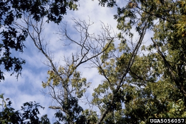 oak decline,    (Complex disorder: Decline complexes) - 5056057