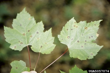 eye spot (Phyllosticta minima ) on maple (Acer spp. ) - 5057074