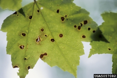 eye spot (Phyllosticta minima ) on red maple (Acer rubrum ) - 5057082