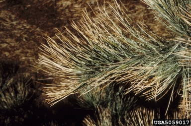 chemicals,    (Abiotic: Other abiotic damage) - 5059017