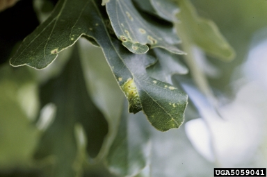 oak leaf blister, Taphrina caerulescens  (Taphrinales: Taphrinaceae) - 5059041