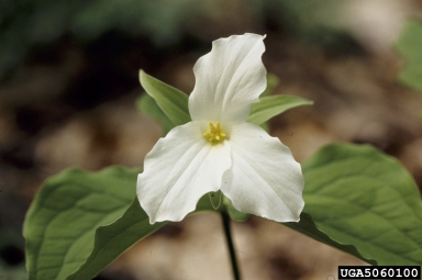 trillium, Trillium spp.  (Liliales: Liliaceae) - 5060100