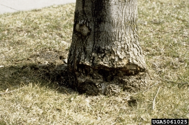 human caused injury,    (Abiotic: Other abiotic damage) - 5061025