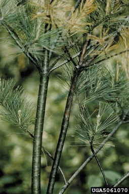 white pine blister rust, Cronartium ribicola  (Uredinales: Cronartiaceae) - 5061070