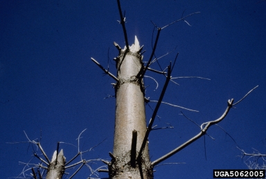 tornado (  ) on eastern white pine (Pinus strobus ) - 5062005