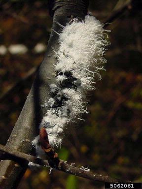 woolly alder aphid (Prociphilus tessellatus ) on alder (Alnus spp. ) - 5062061
