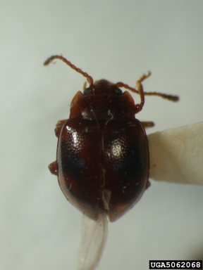 handsome fungus beetle, Acinaces lebasii stroheckeri (Coleoptera: Endomychidae) - 5062068