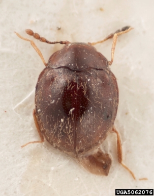 handsome fungus beetle, Afralexia nigra  (Coleoptera: Endomychidae) - 5062076