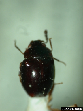 handsome fungus beetle, Anagaricophilus nitidus  (Coleoptera: Endomychidae) - 5063060
